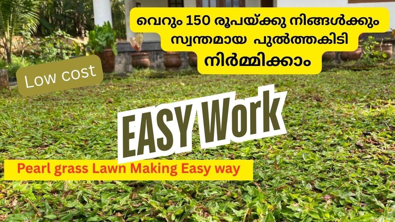 pearl grass വെച്ചുപിടിപ്പിക്കാം വളരെ ചിലവുകുറവിൽ  pearl grass malayalam