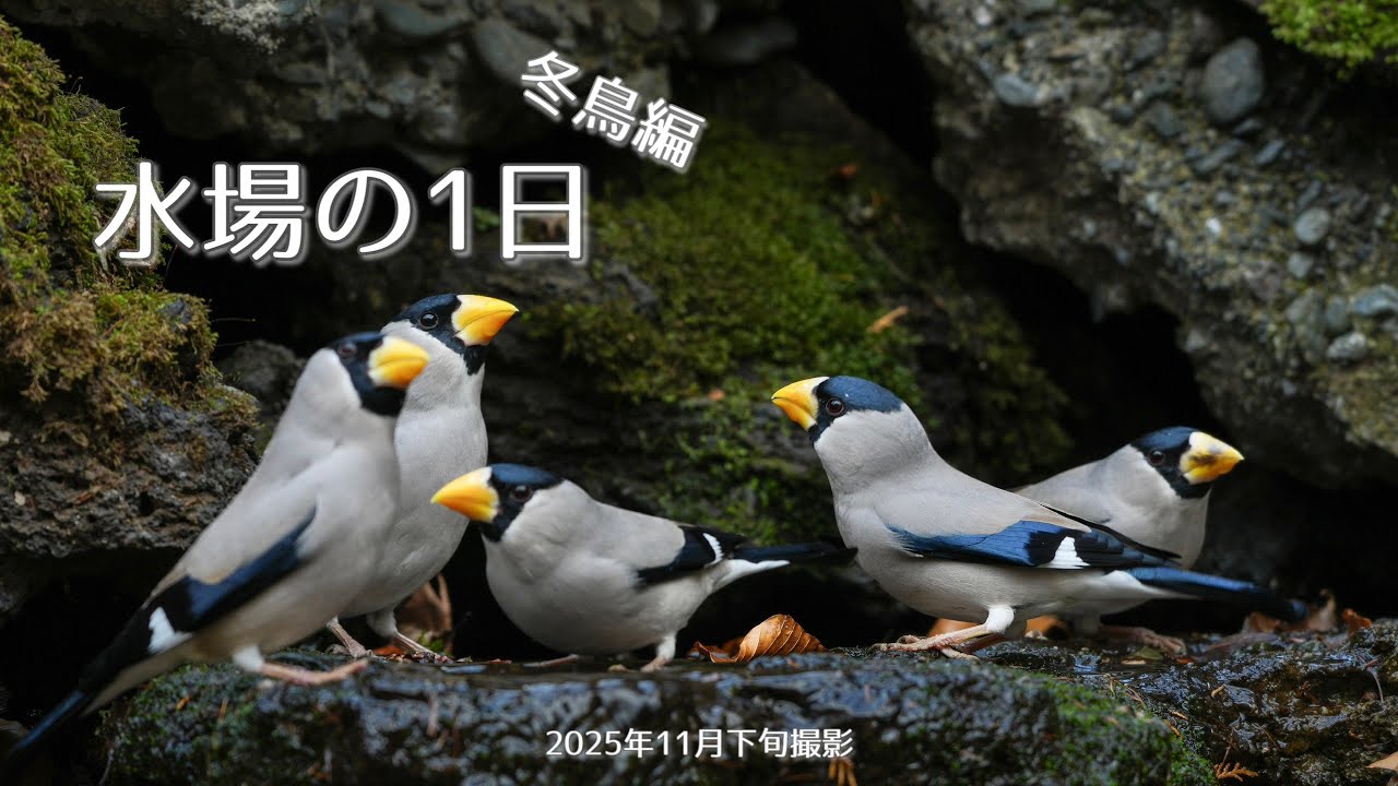 【野鳥撮影】水場の1日冬鳥編☃️冬の水場はあの群れやこの群れで大賑わい！