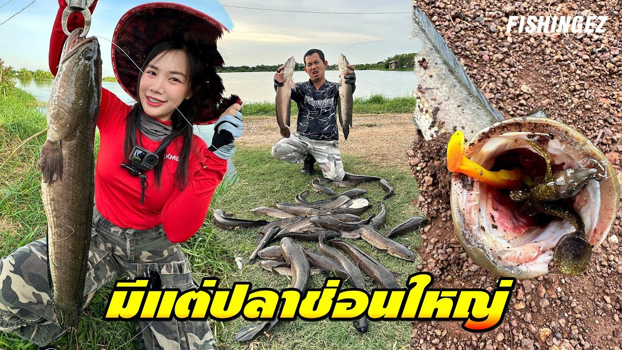 มีแต่ปลาช่อนใหญ่ ไซด์โลกว่า FISHINGEZ วันที่ 23-6-67