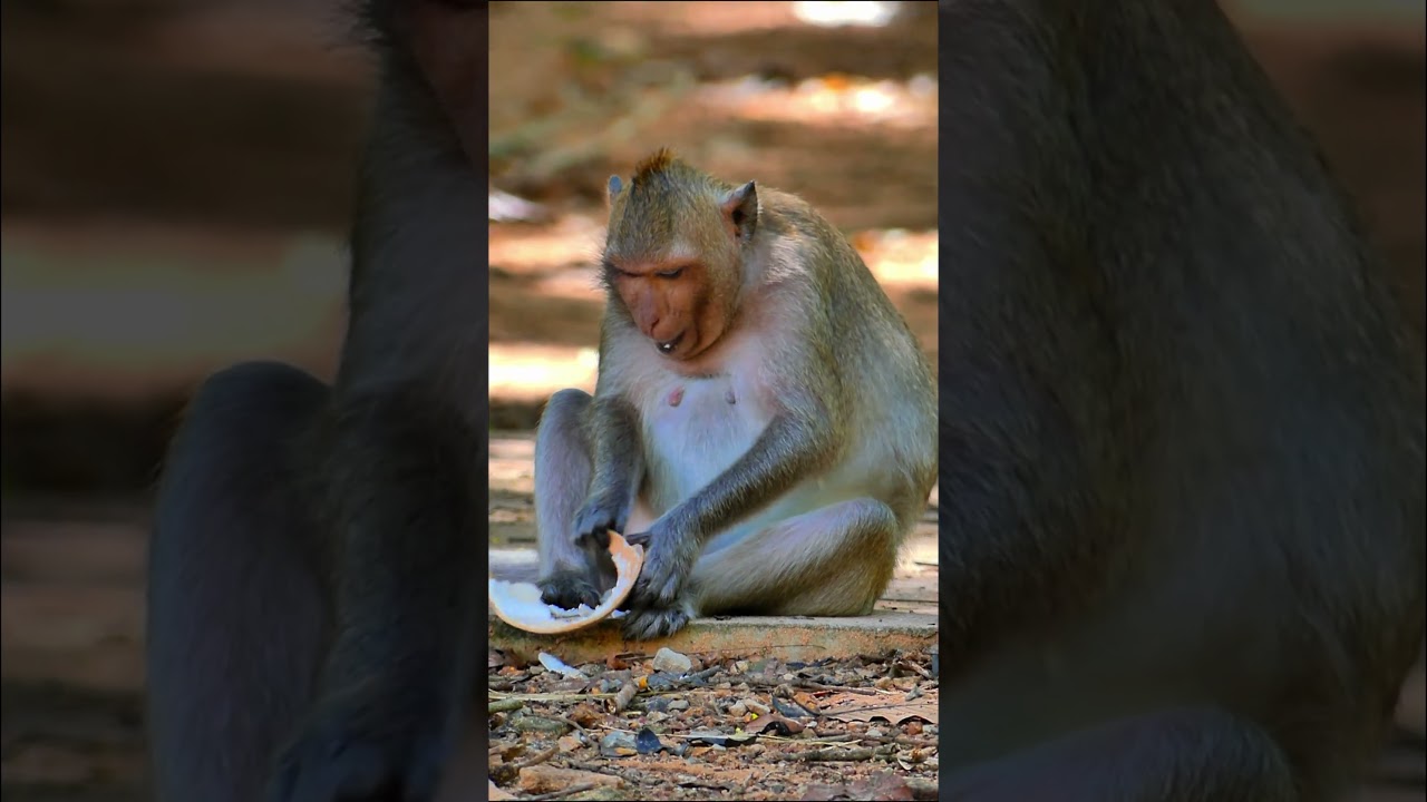 Amaya Monkey Eating time, ⁨@5starmonkeys⁩, #monkeysr, #babymonkey, #babyprimateShorts1, #babyanimal