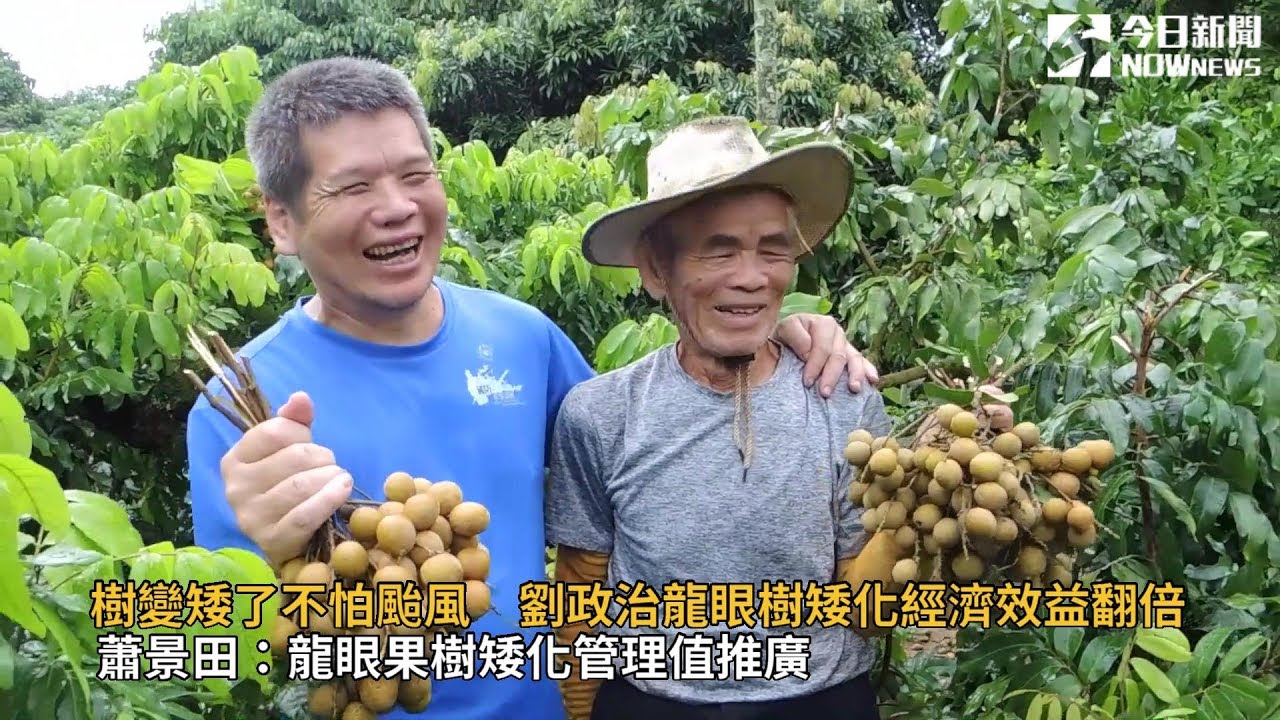 龍眼果樹矮化管理值推廣