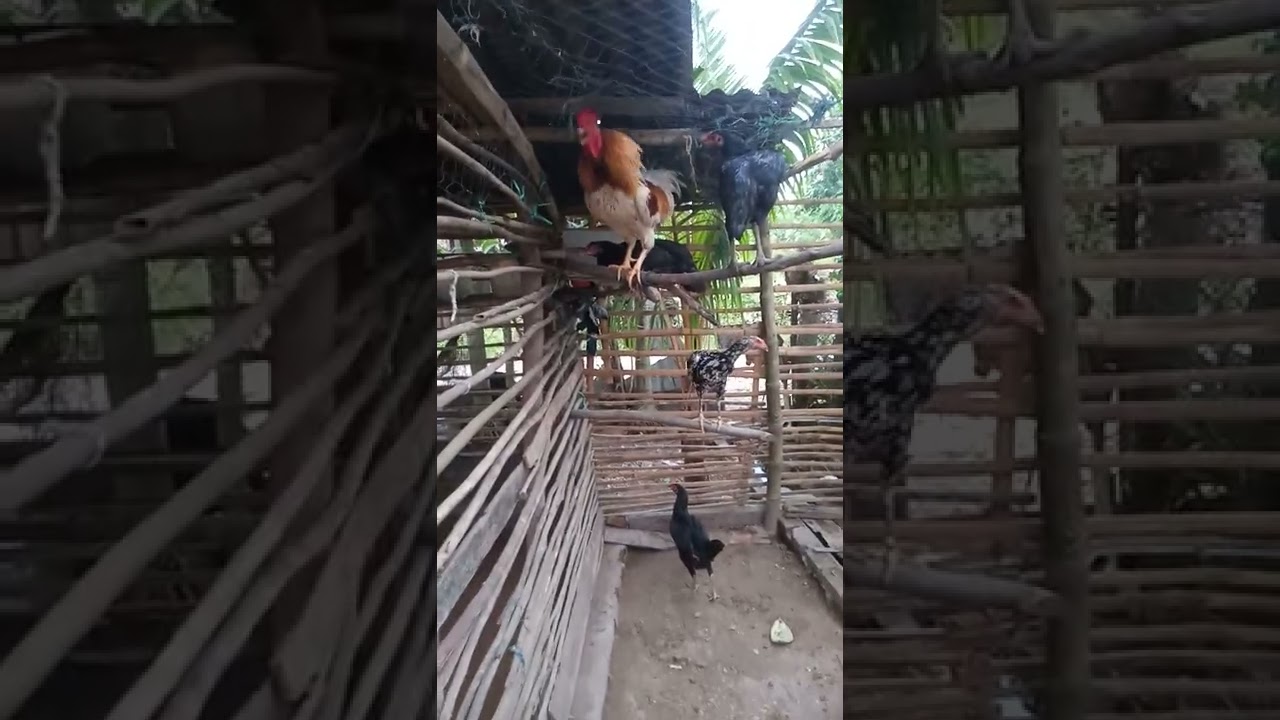 ayam kampung super