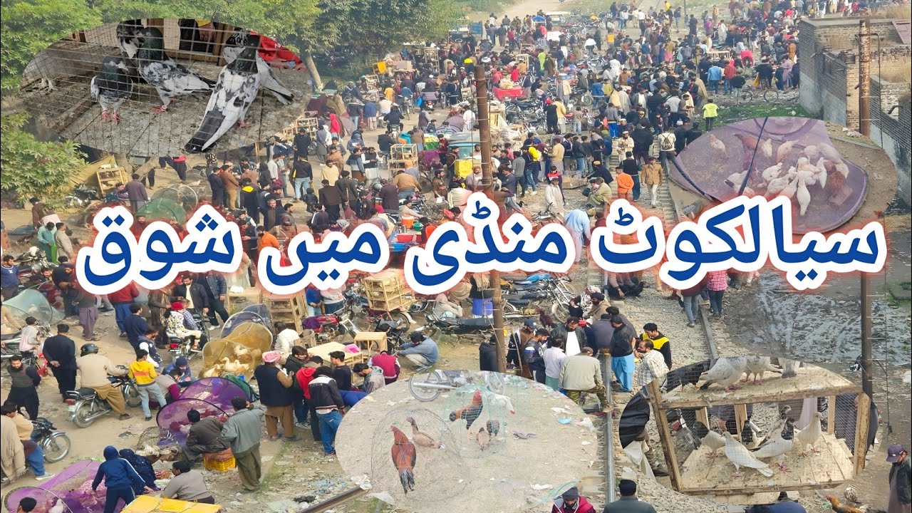 Biggest Mandi Visit In Sialkot