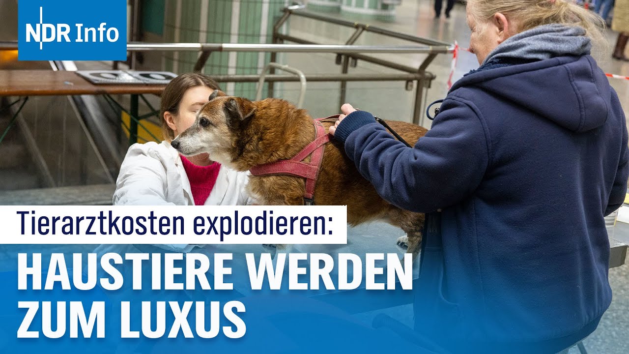 Kostenexplosion beim Tierarzt: Ein Luxus, den viele nicht mehr bezahlen k&ouml;nnen | NDR Info