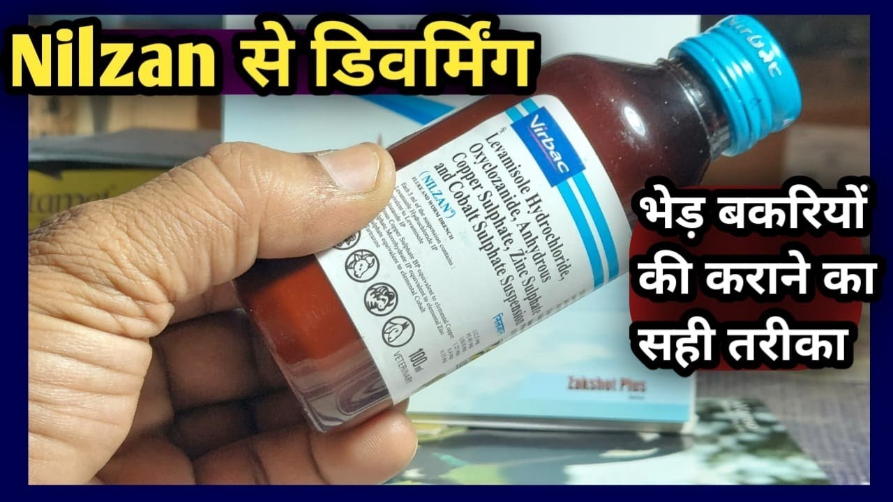 Nilzan Syrup Se Sheep Goat ki Deworming karane ka Sahi tarika||भेड़ बकरियों की डिवर्मिंग