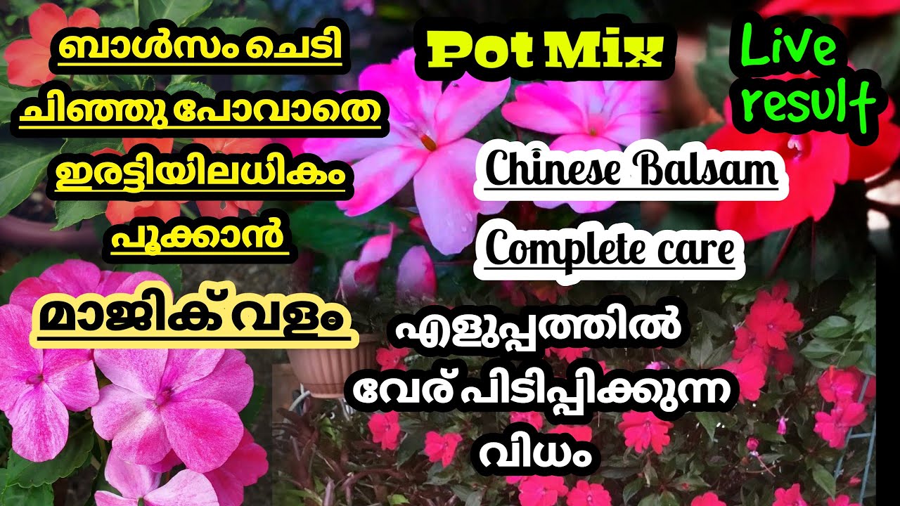 ബാൾസം ചെടി ചീഞ്ഞുപോവാതെ ഇരട്ടിയിലധികം പൂക്കാൻ || Chinese Balsam complete care|| Rakhi's Kitchen
