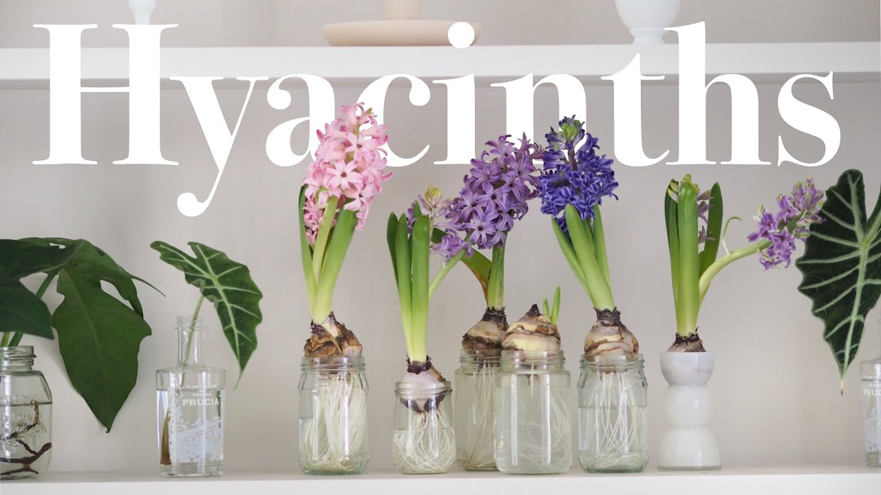 EP.53 Hyacinths ปลูกไฮยาซินท์ครั้งแรก! ไม้หัว ดอกหอมและน่ารักมากๆ 🌸💜