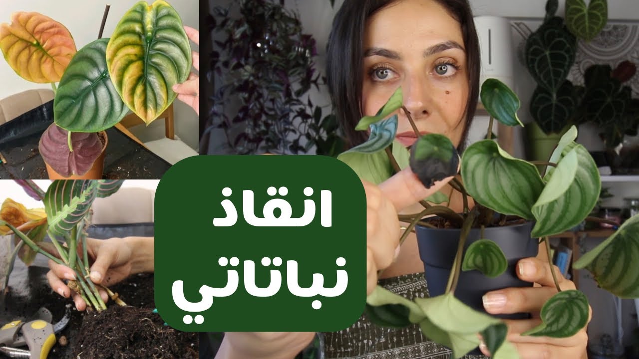 انقاذت نباتاتي المريضة😣: الري عن طريق ثقوب التصريف + تعفن الجذور + كشف إصابة العناكب
