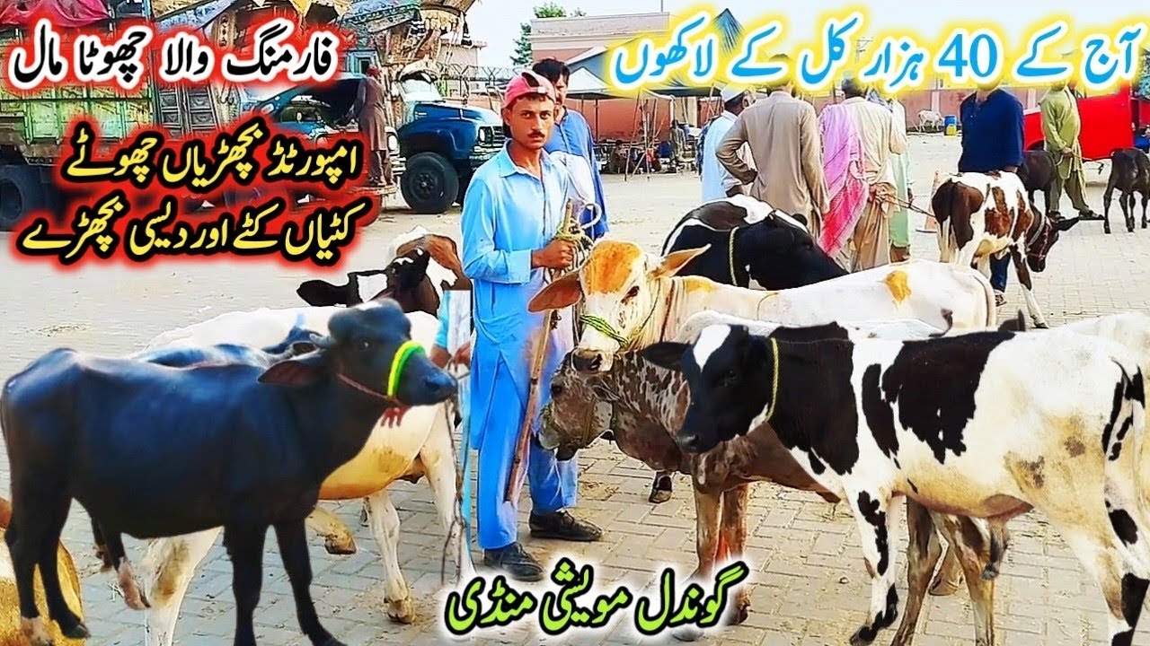 Gondal Mandi Fresh update 10 Sep 2025!Farming wala chota Mall!small Sahiwal calf!buffalo small calf!