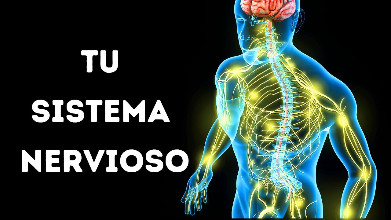 Un viaje a través de tu sistema nervioso