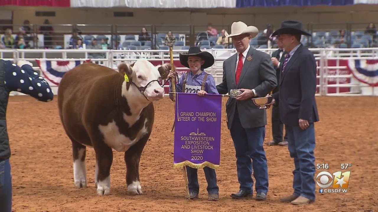 Youth Grand Champion Steer Of The Show Named In Fort Worth
