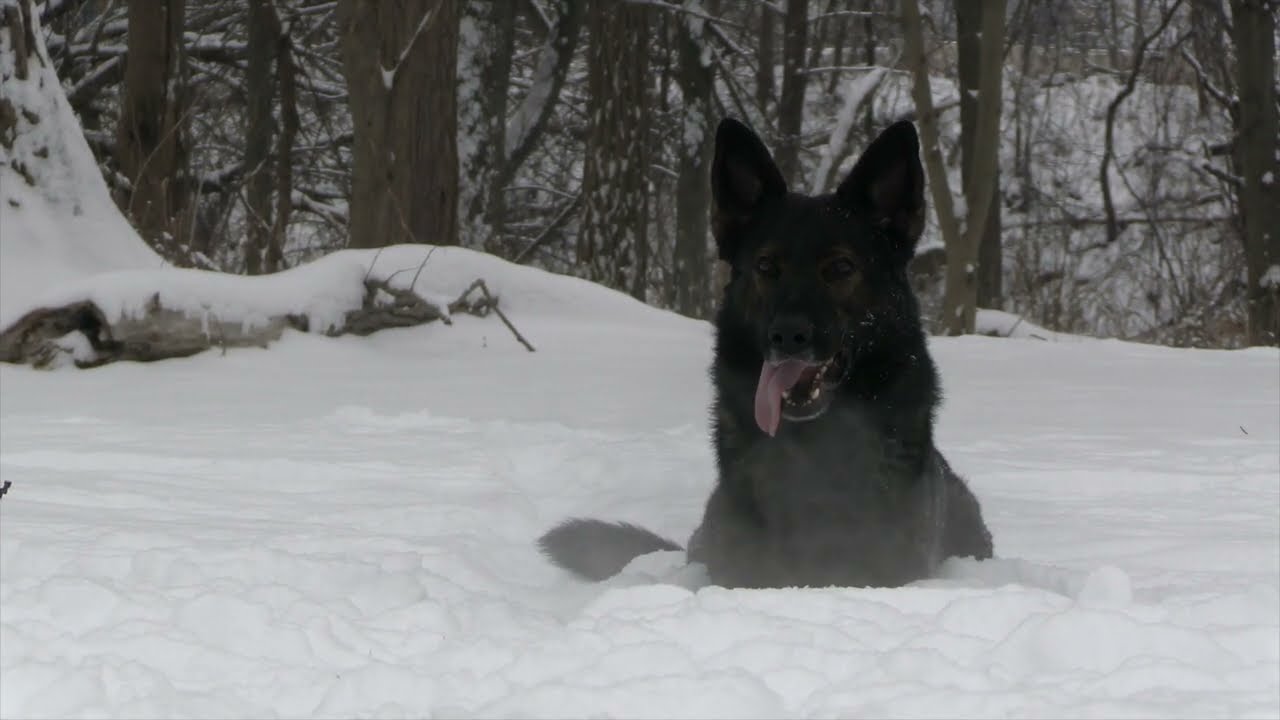Dutch Shepherd vs German Shepherd - What Are the Biggest Differences?