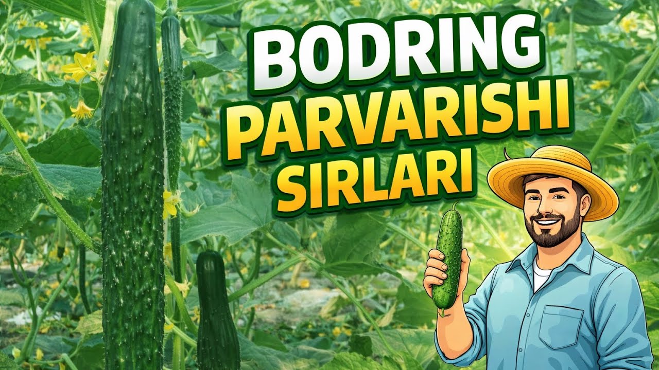 Bodring yetishtirish sirlari