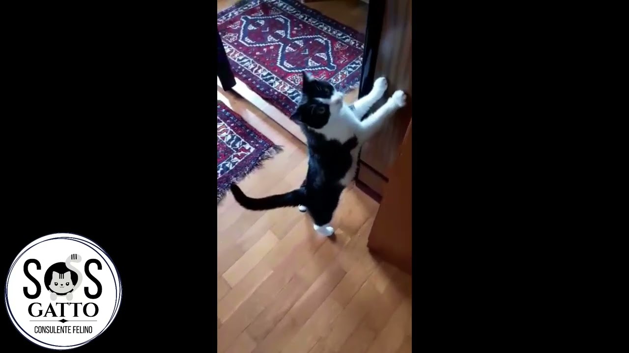 Video Testimonianza Margot e Artù - SOS GATTO il 1° Consulente Felino Olistico in Italia