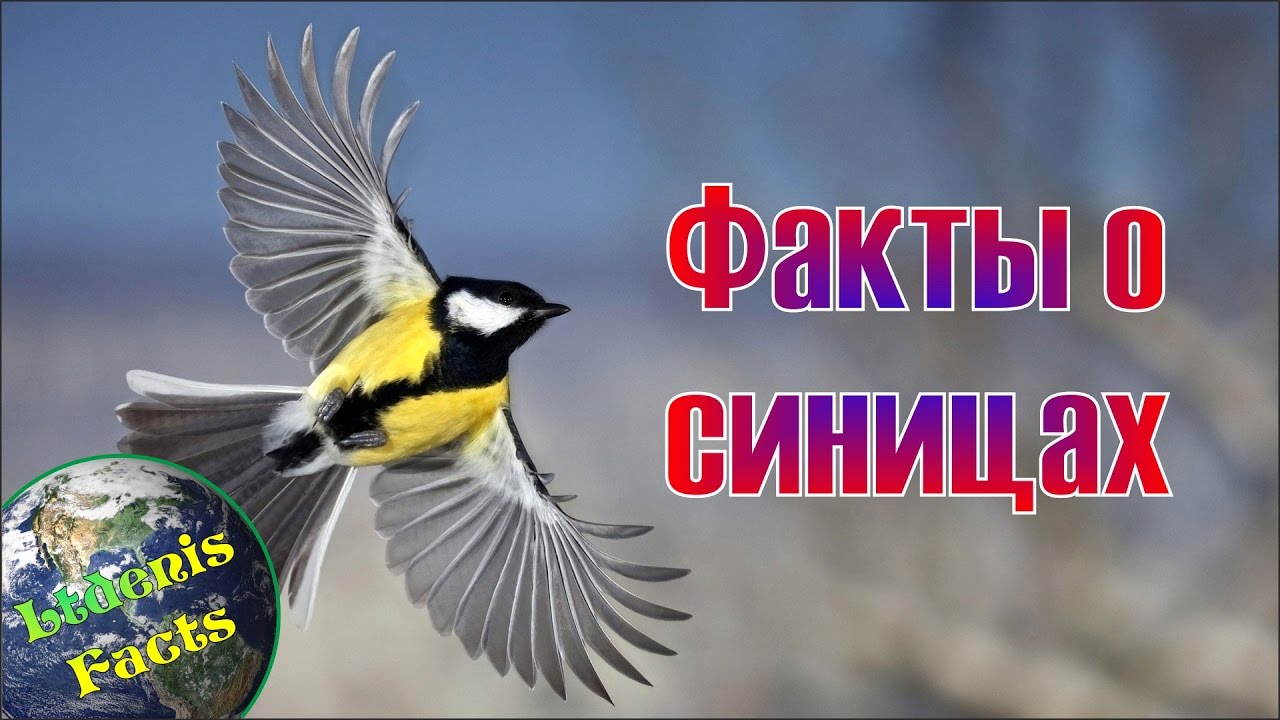 12 фактов о синицах