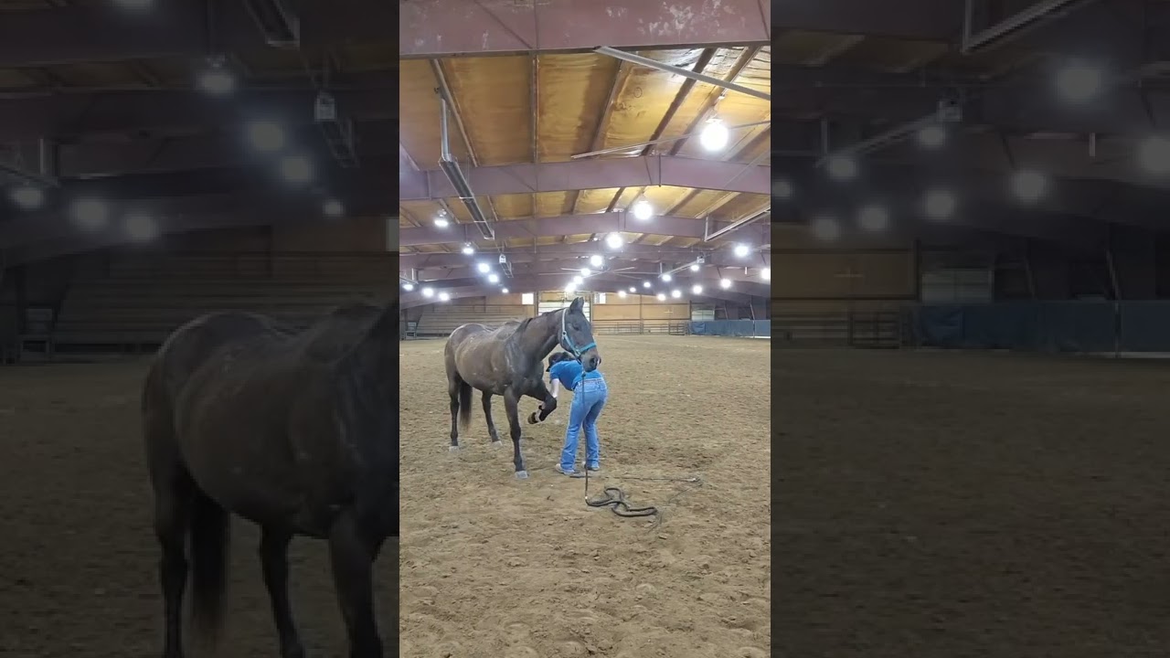 Working with Horses that have Difficulty picking up their feet.