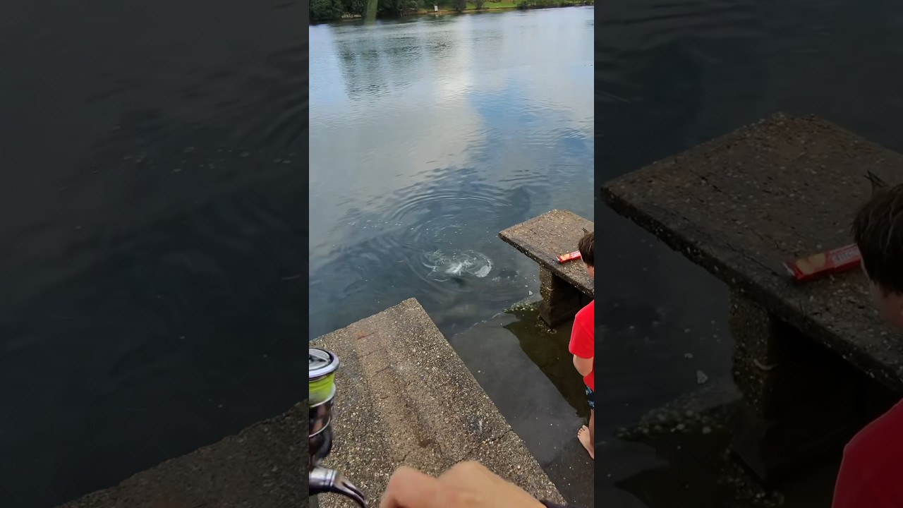 Catching aggressive BIG Bream! Fishing at its best! #castinglures #fishing #bream