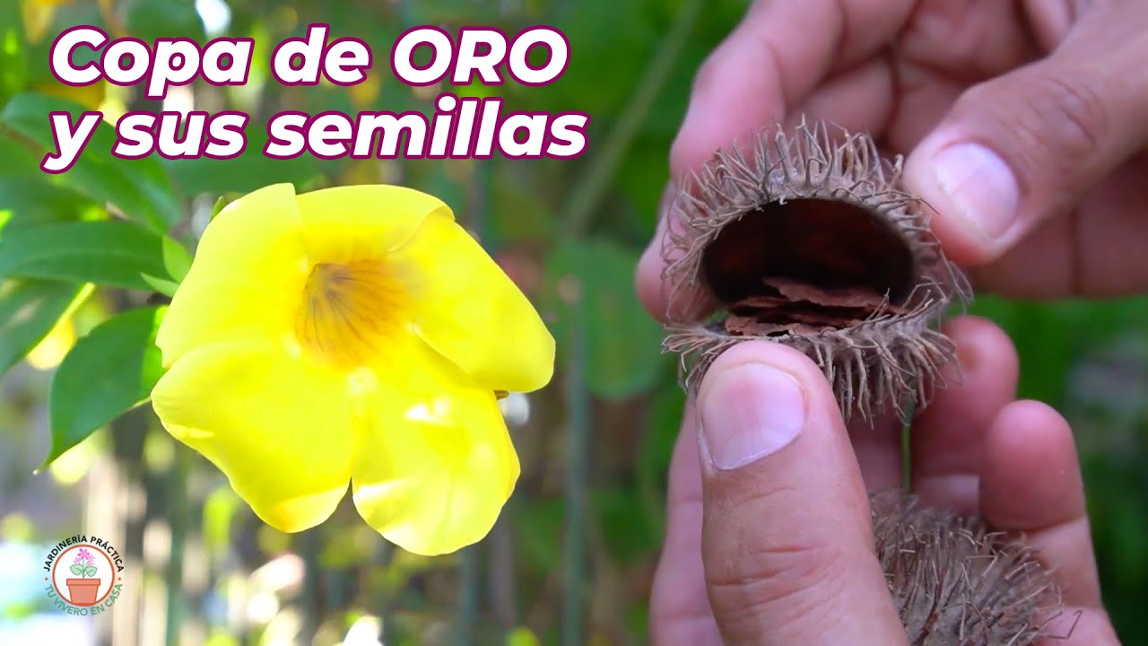 Copa de Oro y sus semillas