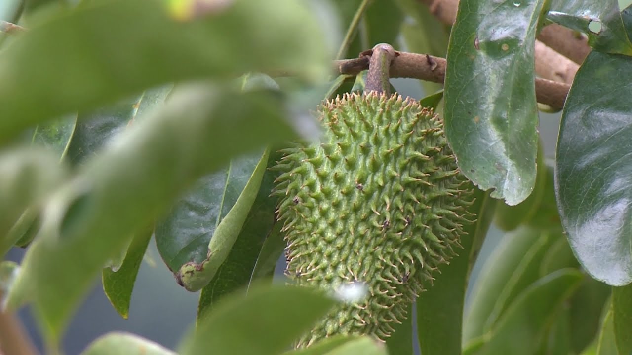 台東區農改場 推廣「刺果番荔枝」種植 20181207 公視中晝新聞