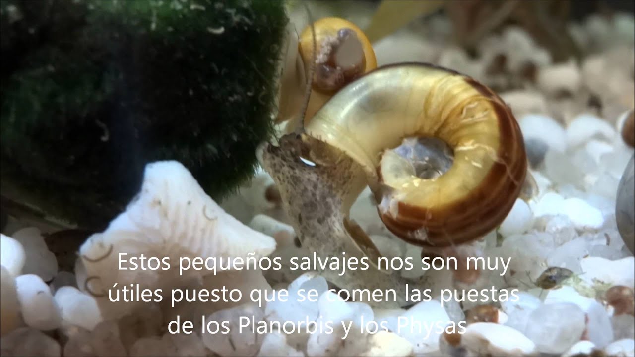 Caracolario Diciembre 2015