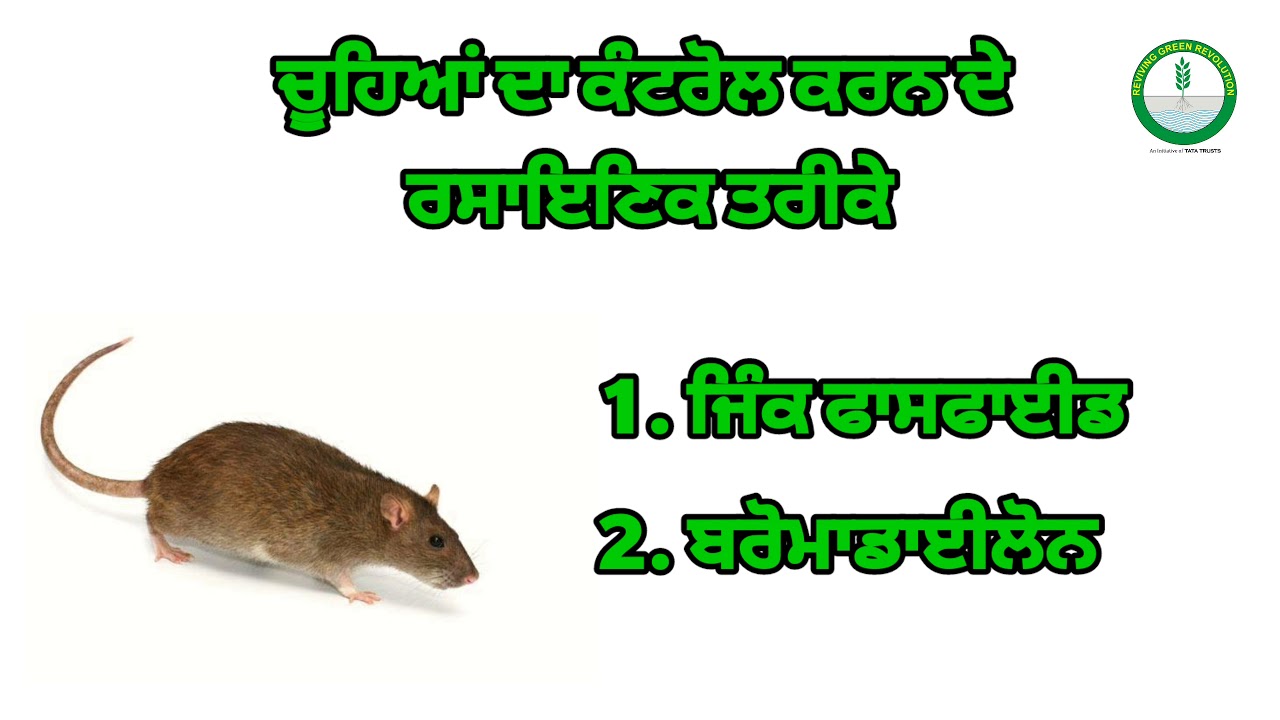 ਸਿੱਧੀ ਬਿਜਾਈ ਵਾਲੇ ਝੋਨੇ ਵਿੱਚ ਚੂਹਿਆਂ ਦੀ ਰੋਕਥਾਮ Rat control in DSR