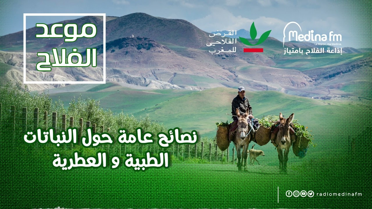 نصائح عامة حول النباتات الطبية و العطرية
