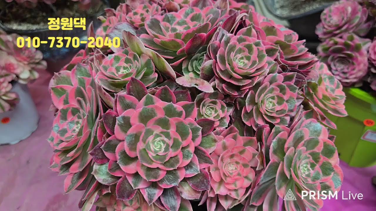 속초 정원다육 정원댁010.7370.2040