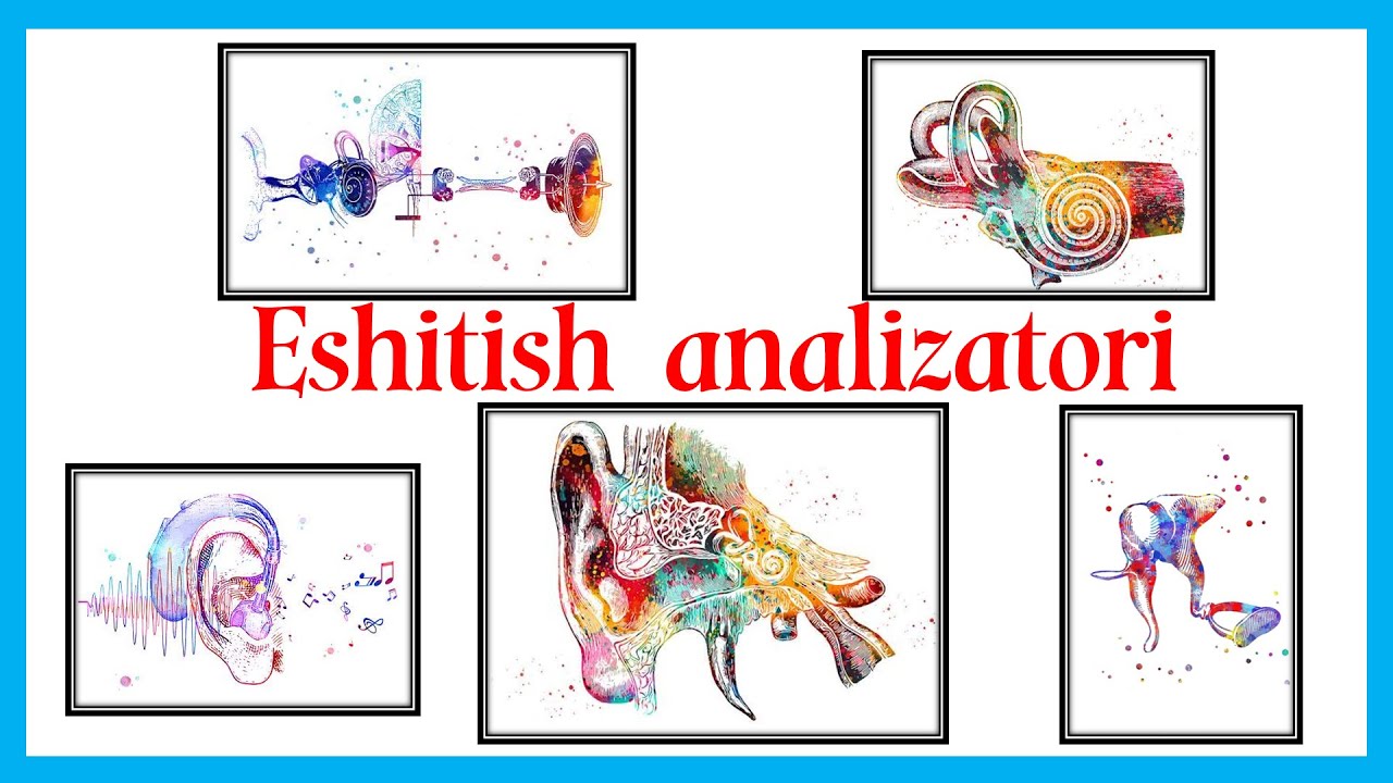 Eshitish analizatori || Quloqning anatomiyasi