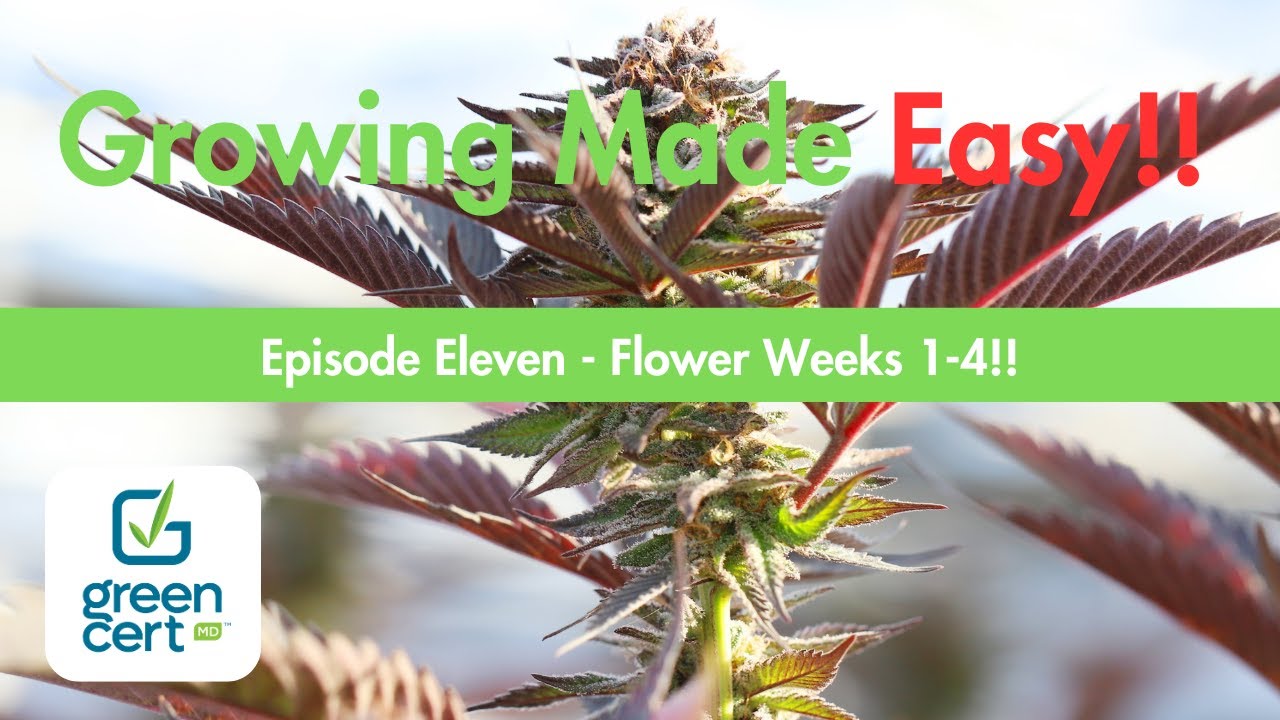 Growing Made Easy! Ep. 11 - Flowering Weeks 1-4!