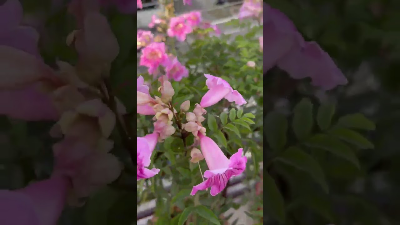 Bougainvilla Flowers plant 🌿🏵️🌿#bougainvillea #flowerplant #springvibes #springflowers #neelamojha