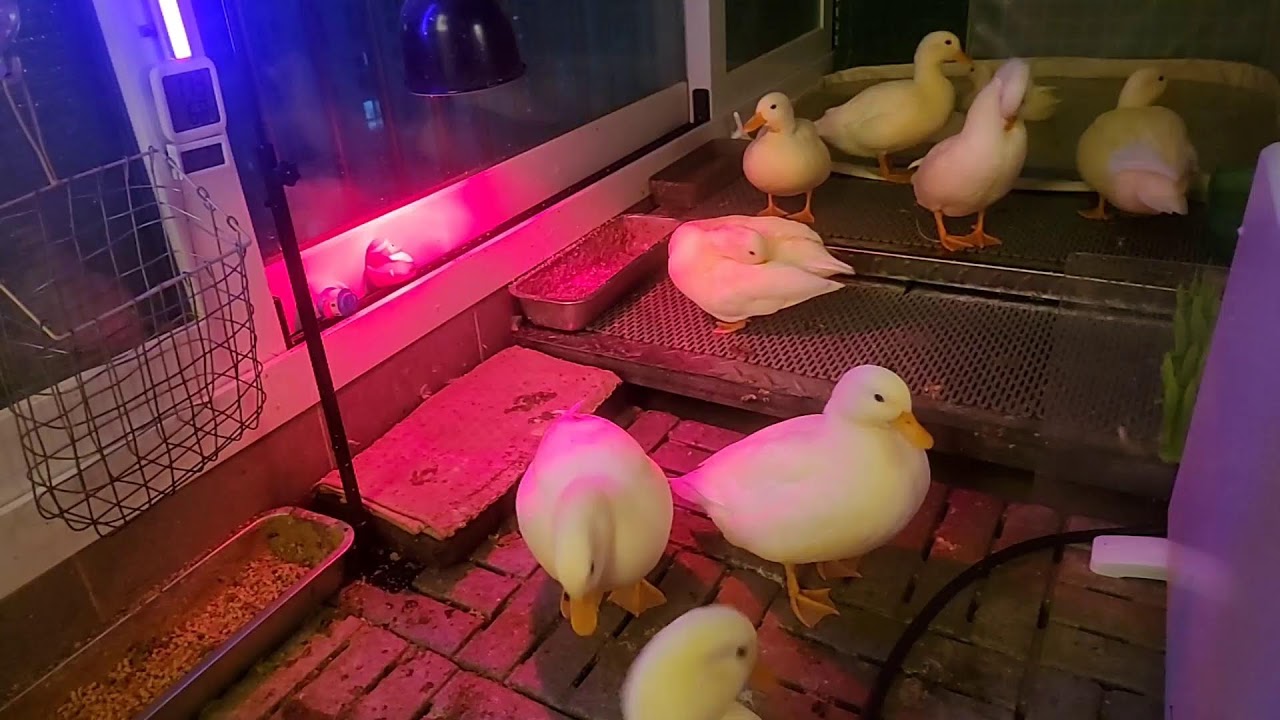 🔊 오리 라이브 | duck livestreaming