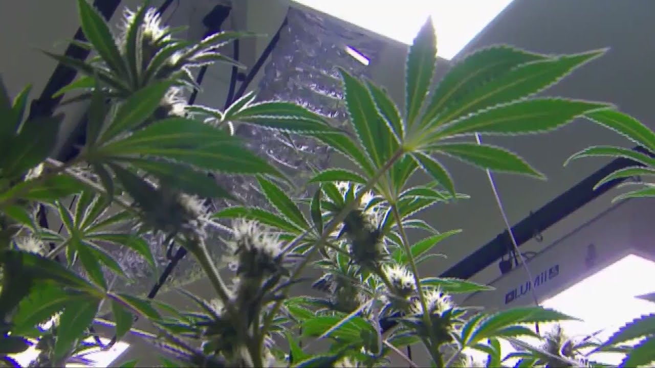 West Virginia's medical cannabis program has a banker