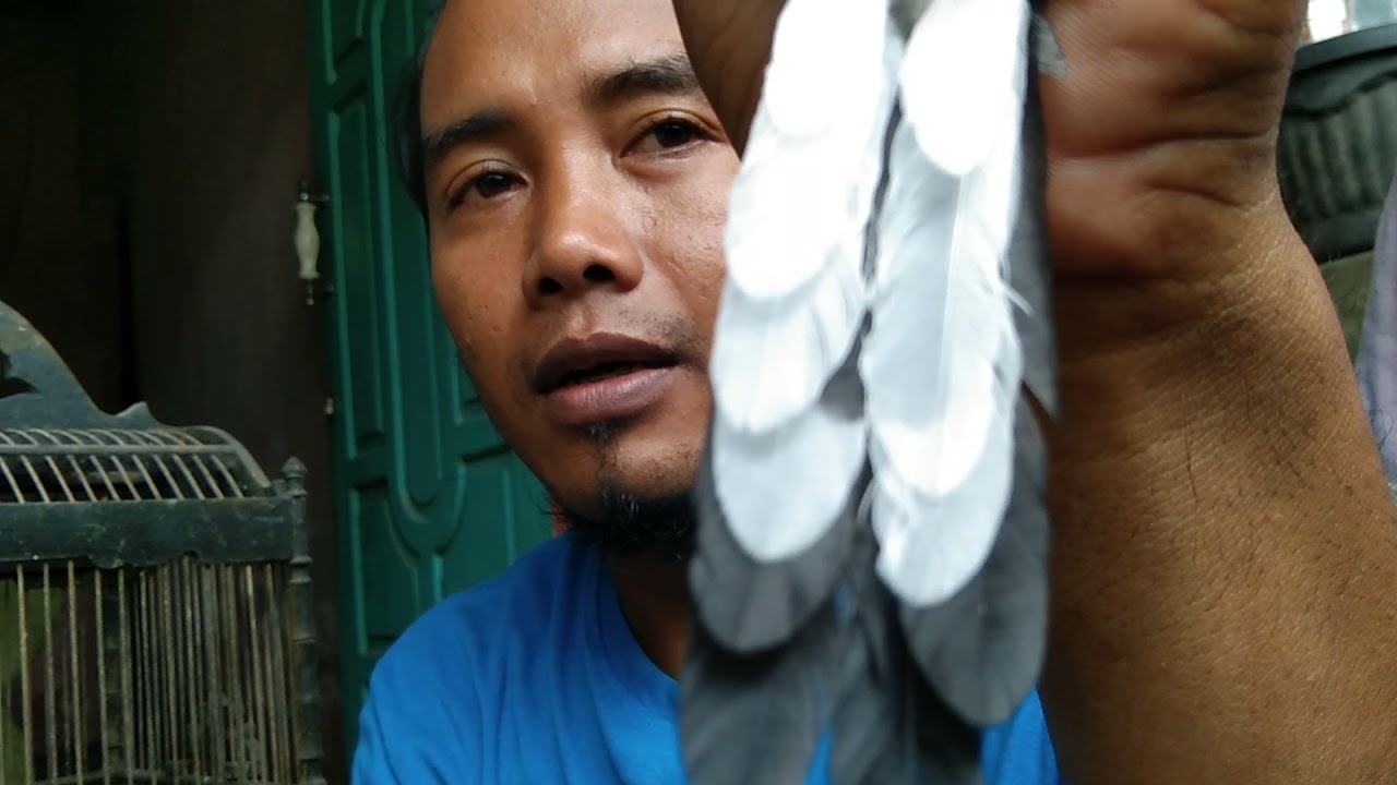 perbedaan murai terotol jantan dan betina.
