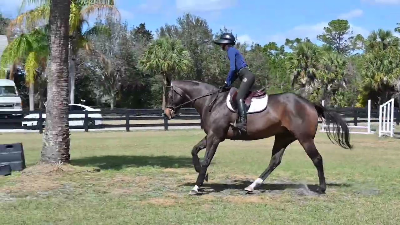 Irish-Jump schooling 