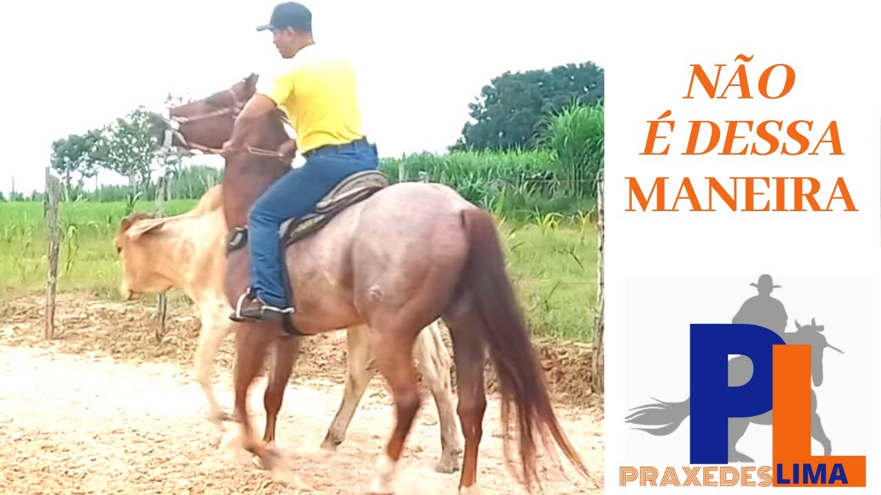 Como tirar  seu cavalo na hora de abrir dos bois