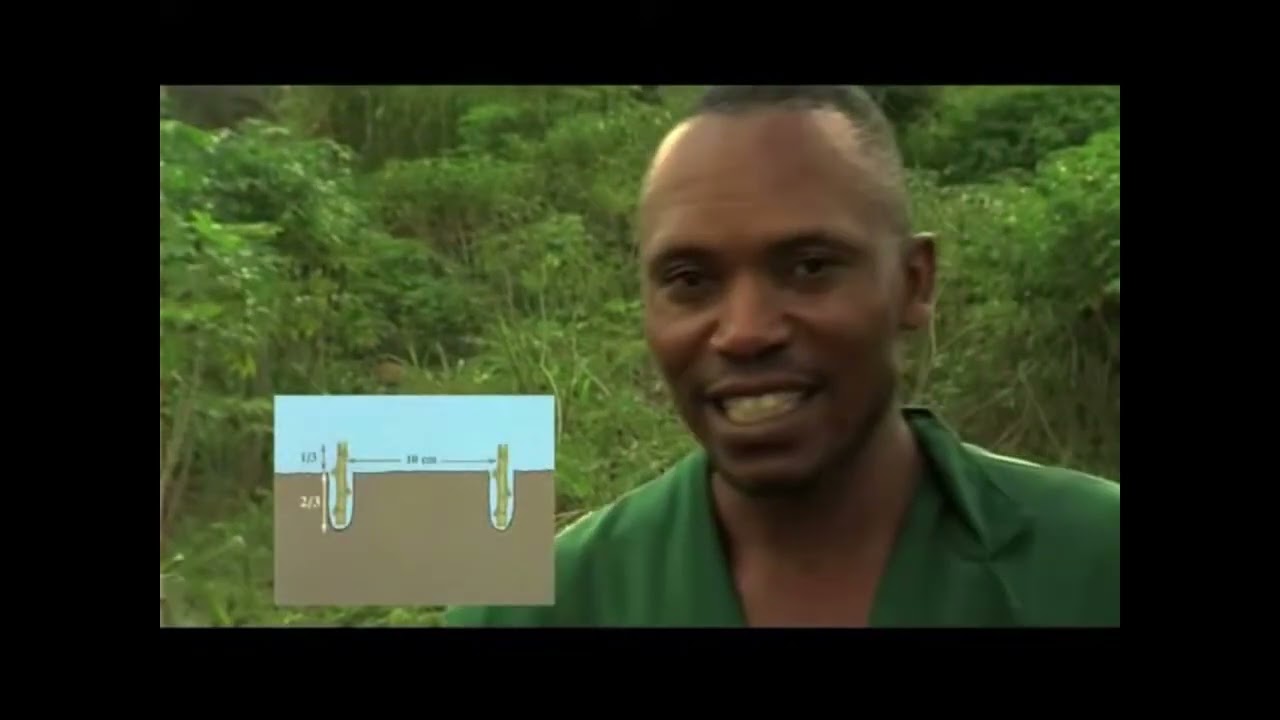 Rapid multiplication of cassava VF 2