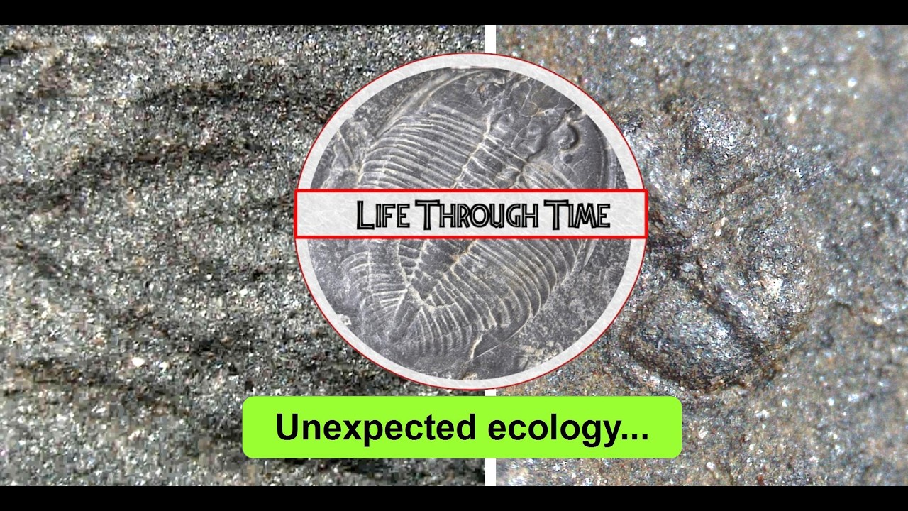 Fossil Discoveries: worms, microbes and baby trilobites
