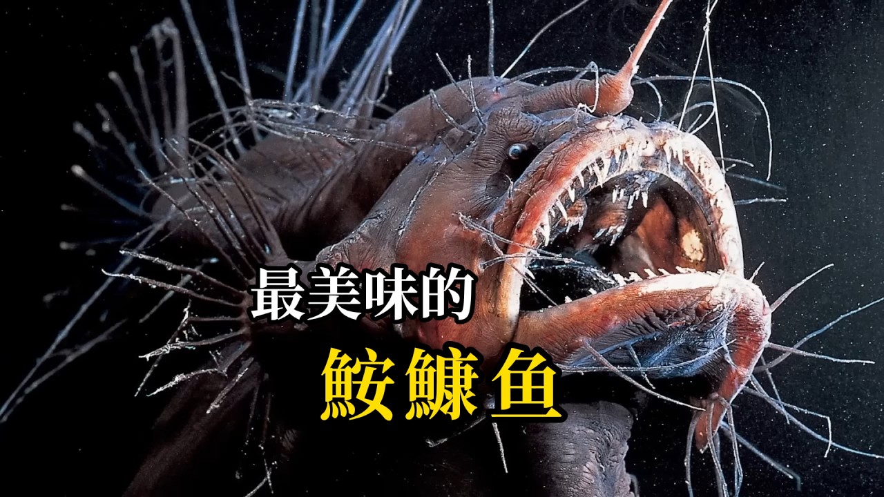 鮟鱇魚——最變態的繁殖者，雌性相貌醜出天際，雄性一生不離不棄，還被吃貨奉上神壇#科普 #animals #動物 #Deep Sea Anglerfish