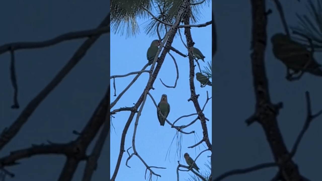 Wild Love Birds in Arizona #wildlife #viralvideo #nature #lifeisbutadream
