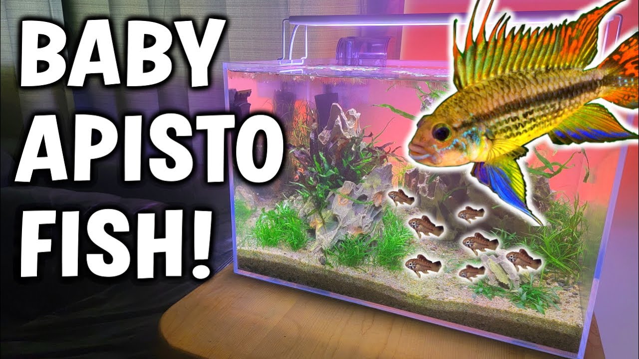 Surprise Baby Dwarf Cichlids In My Fish Tank!