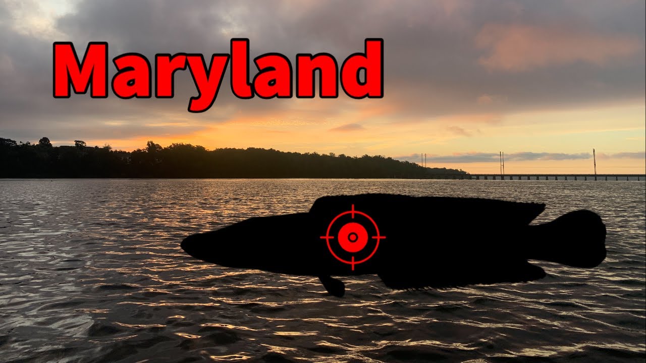 Snakehead Fishing at a Maryland River!