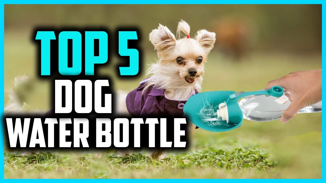 ✅ Top 5 Best Dog Water Bottle in 2026