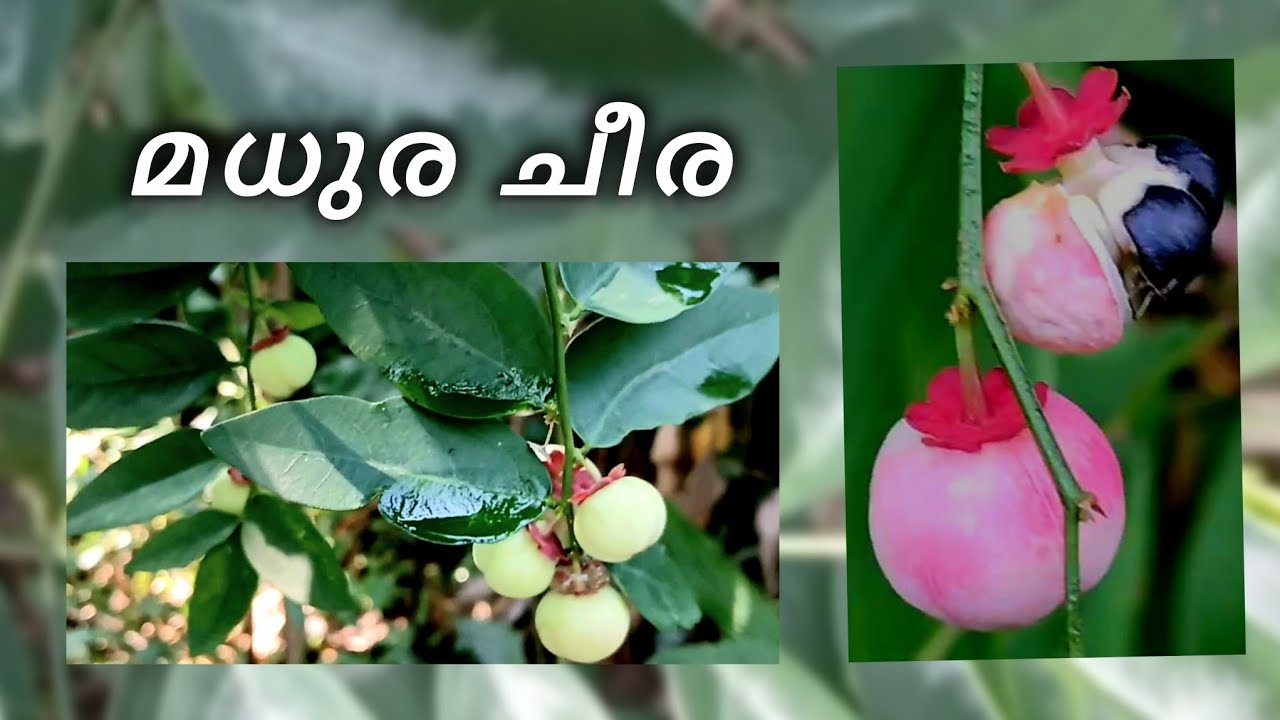 മധുര ചീര : അടുക്കളത്തോട്ടത്തിലെ ‘മൾട്ടി വിറ്റാമിൻ’ ചെടി| Sauropus androgynus| Sweet Leaf Bush|Katuk