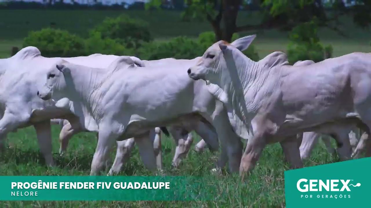 PROGÊNIE FENDER FIV GUADALUPE  - TOURO NELORE PO