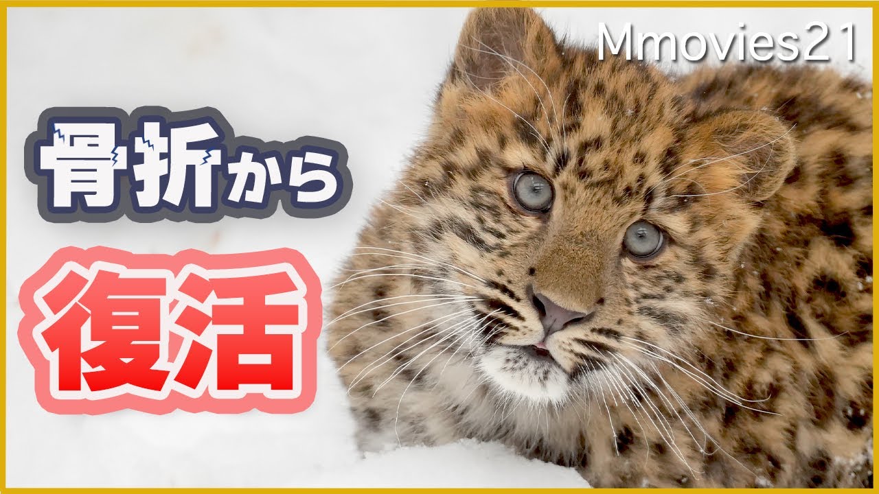 骨折から復活！アムールヒョウの子が雪の上をジャンプして駆け回る〜Amur leopard cub recovering from broken leg jumping outdoors
