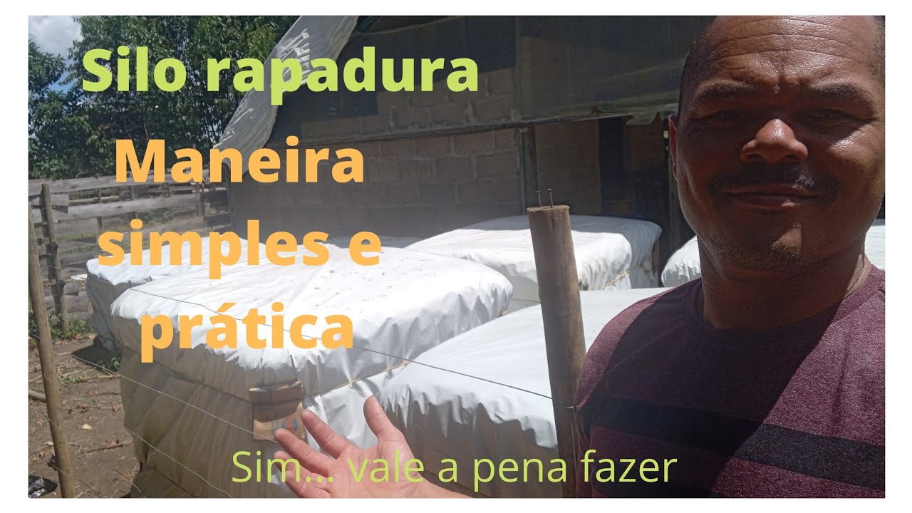 silo rapadura com BRS capiaçu