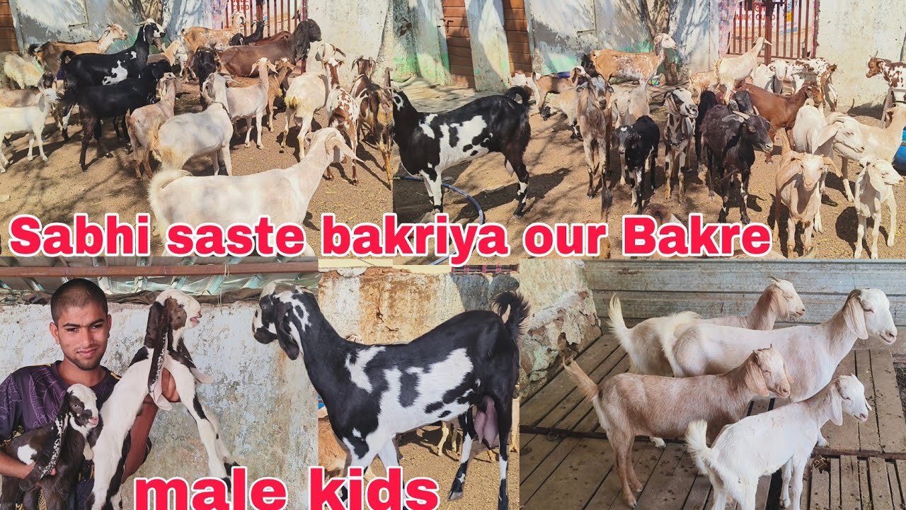 Aaj offer mein hai kids male &. desi bakriya ka lot hai doodh wali female Agra male available in Hyd