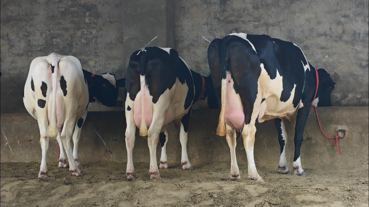 7 ਗਾਵਾਂ ਵਿਕਾਊ, 7 Cows for sale 