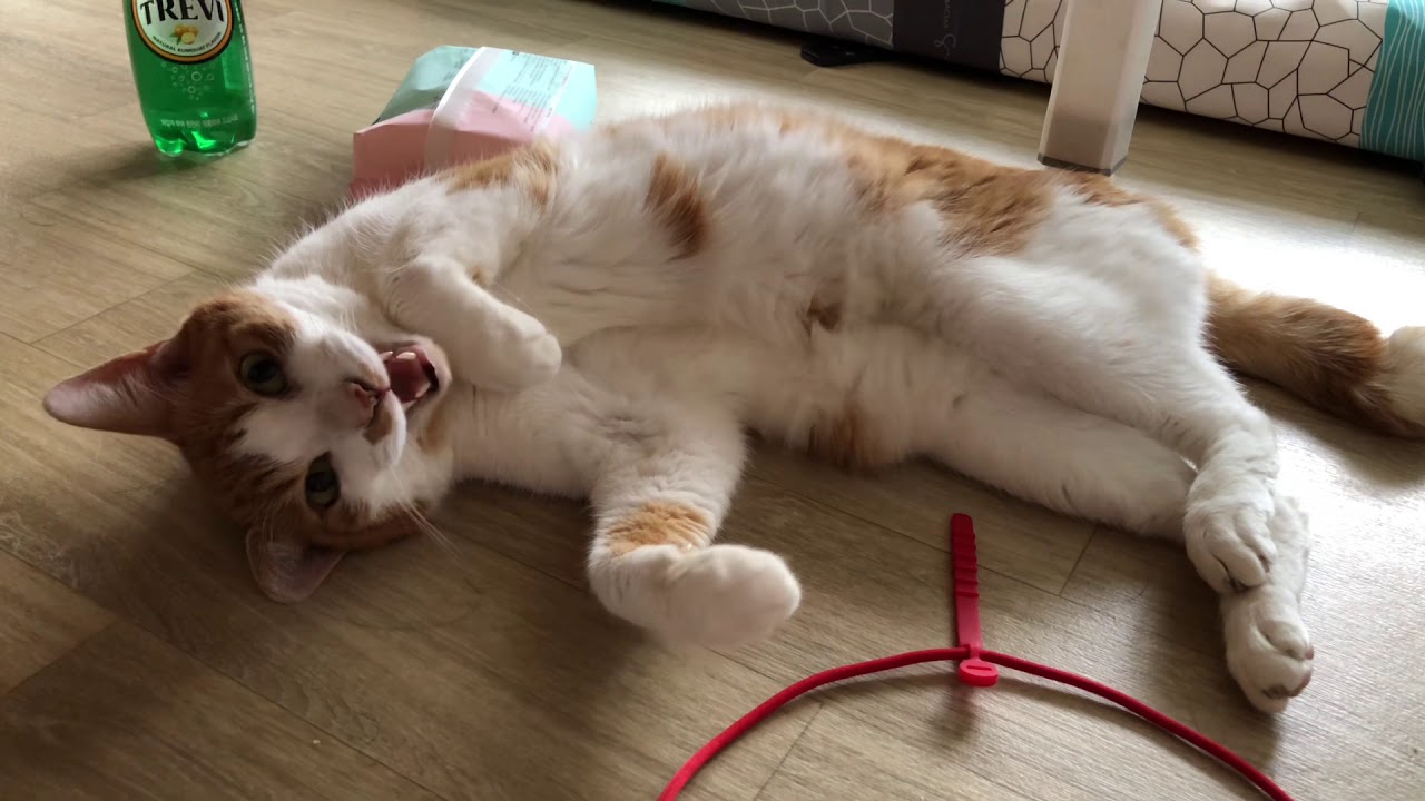 내 이름은 노레오! 12살이죠 / Charming old cat