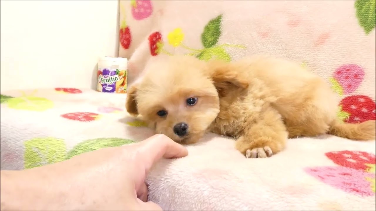 チワプー♂クリーム10 7d
